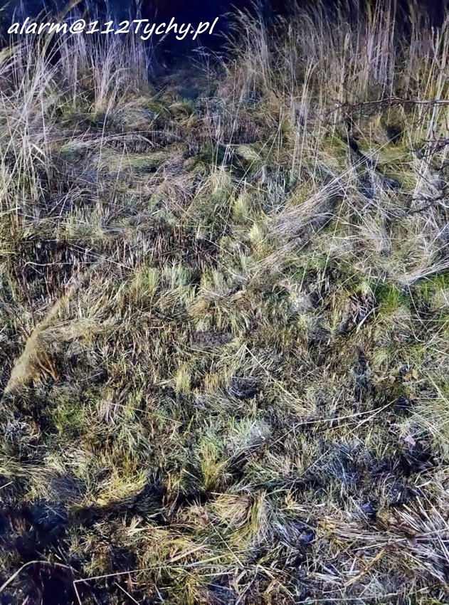 POŻAR TRAWY PRZY UL. LICEALNEJ W BIERUNIU POŻAR TRAWY PRZY UL. LICEALNEJ W BIERUNIU