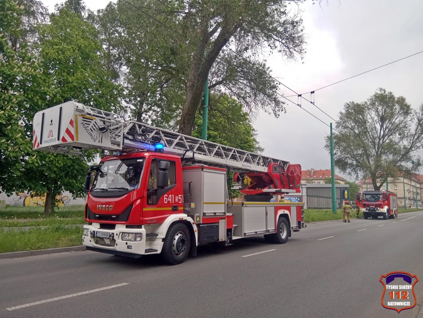 NIEBEZPIECZNIE ZWISAJACE GAŁĘZIE NAD ŚCIEŻKĄ ROWEROWĄ W CIĄGU UL. BUDOWLANYCH NIEBEZPIECZNIE ZWISAJACE GAŁĘZIE NAD ŚCIEŻKĄ ROWEROWĄ W CIĄGU UL. BUDOWLANYCH
