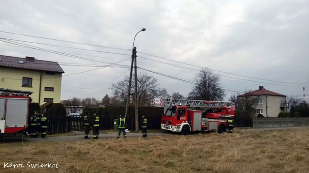 Kot na słupie energetycznym w Lędzinach Kot na słupie energetycznym w Lędzinach