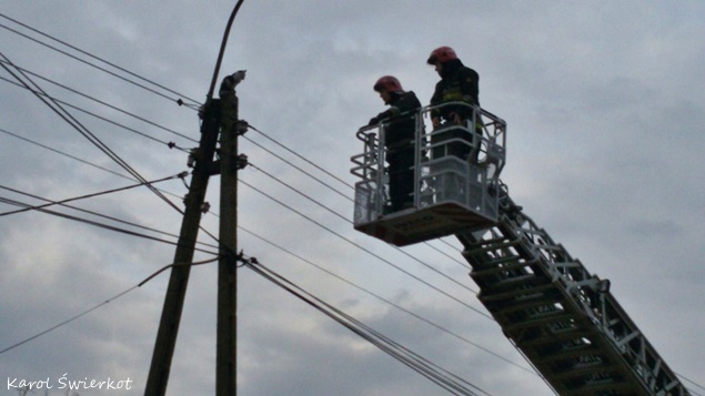 Kot na słupie energetycznym w Lędzinach Kot na słupie energetycznym w Lędzinach