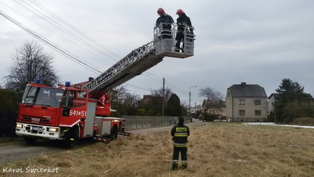 Kot na słupie energetycznym w Lędzinach Kot na słupie energetycznym w Lędzinach